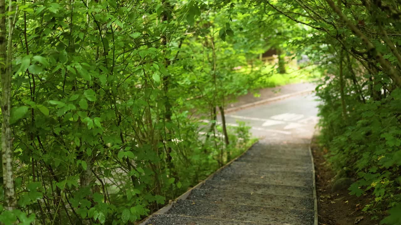 푸른 잎자루를 가로질러 조용한 길