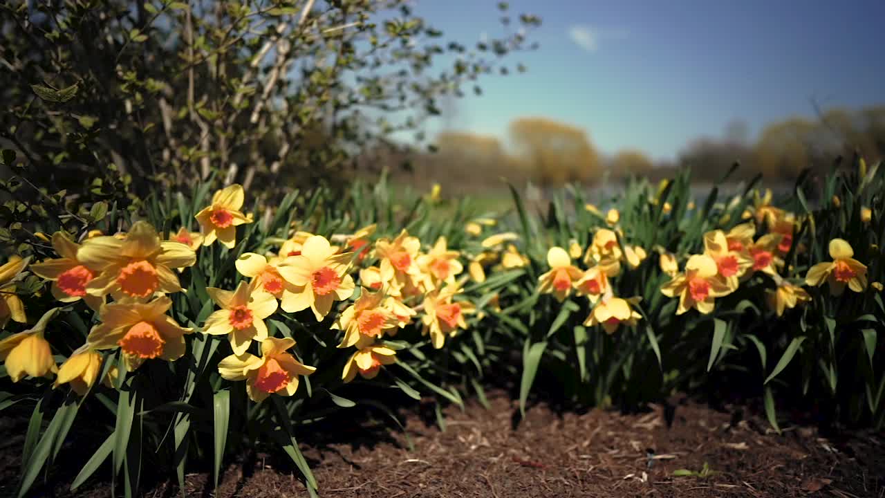 아침 햇빛에 놀라운 노란 수선화 꽃밭