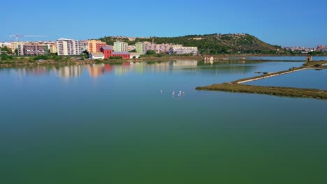 Collection-of-flamingos-close-together-near-coastline-of-architecture