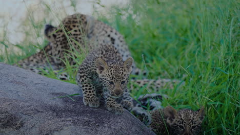 leopard cubs