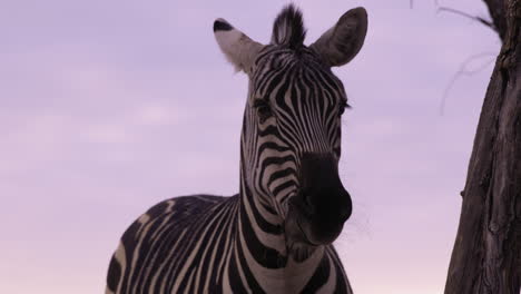 Medium-shot-of-Zebra-chewing-food-beneath-tree-during-sunset