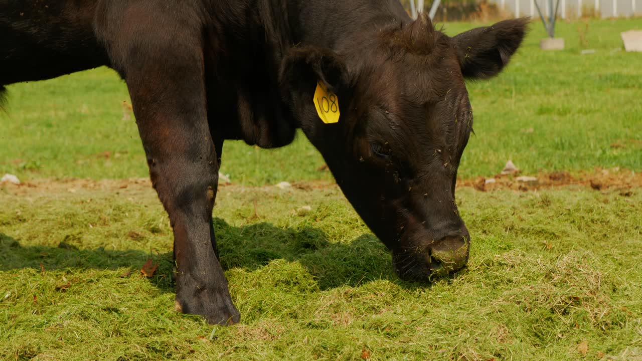 Giovane vitello nero da solo che mangia erba biologica in un allevamento di bovini nutriti a erba, con etichetta auricolare 108, mentre le mosche gli ronzano intorno alla testa