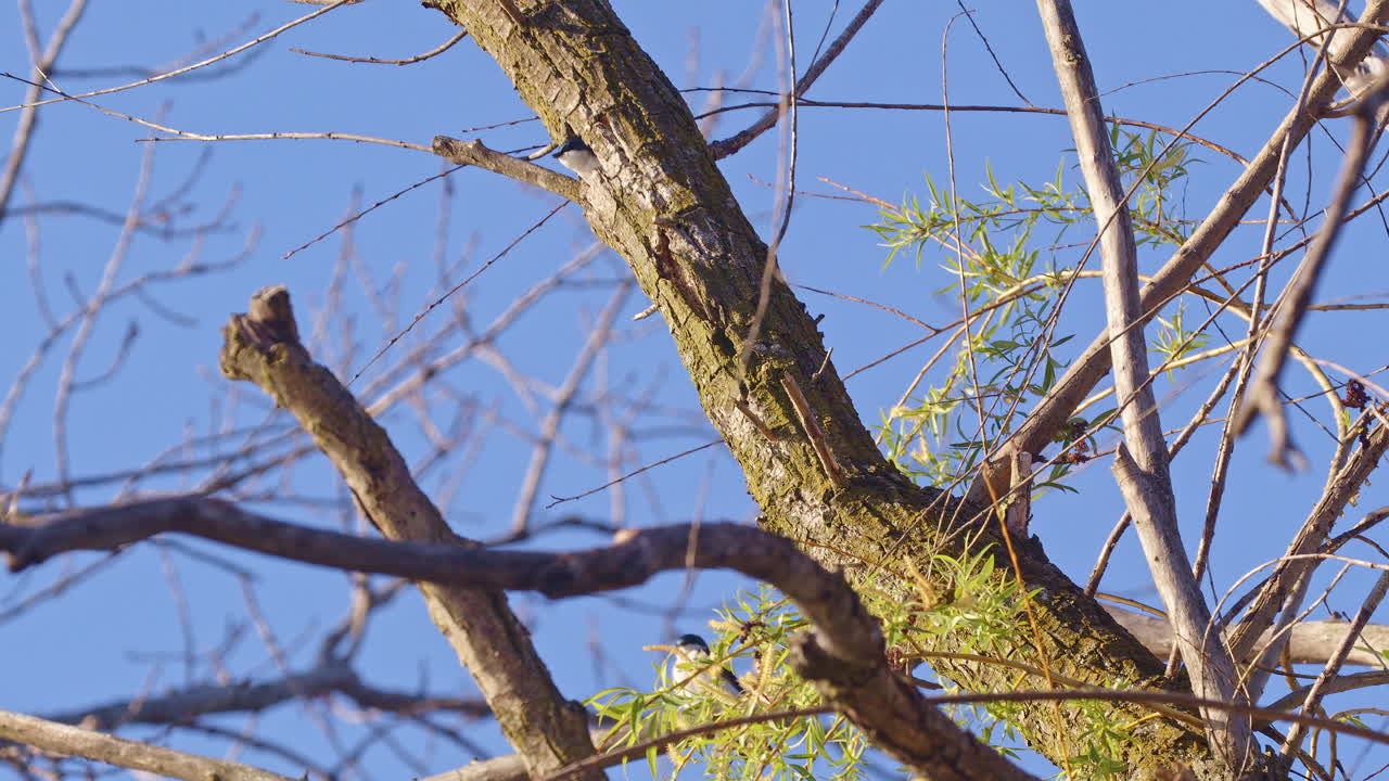 Purple martin poking his head out of nest in tree hole