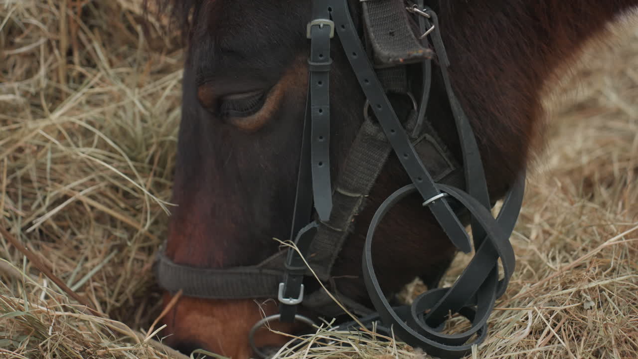 tranquila escena de un caballo pastando, un caballo tranquilo consumiendo heno seco en un entorno de establo, un caballo apacible comiendo heno seco dentro de un granero rústico rodeado de un entorno tranquilo