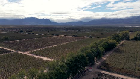 drone moving laterally, showcasing vineyards in the cachalquíes valleys, famous for their high-altitude wines