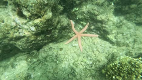 a starfish rests on a coral reef in clear waters, showcasing marine life in a serene underwater environment