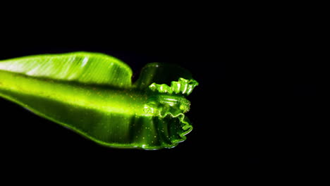 asplenium nidus - cobra birds nest fern fronds are unfurling - looks like cobra - vertical footage