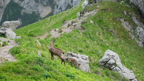 serene alpine wildlife scene with soft light in lush green mountain landscape
