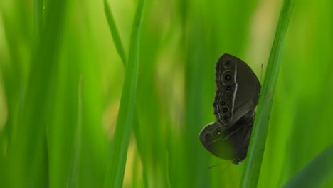 butterfly matting in green rice grass