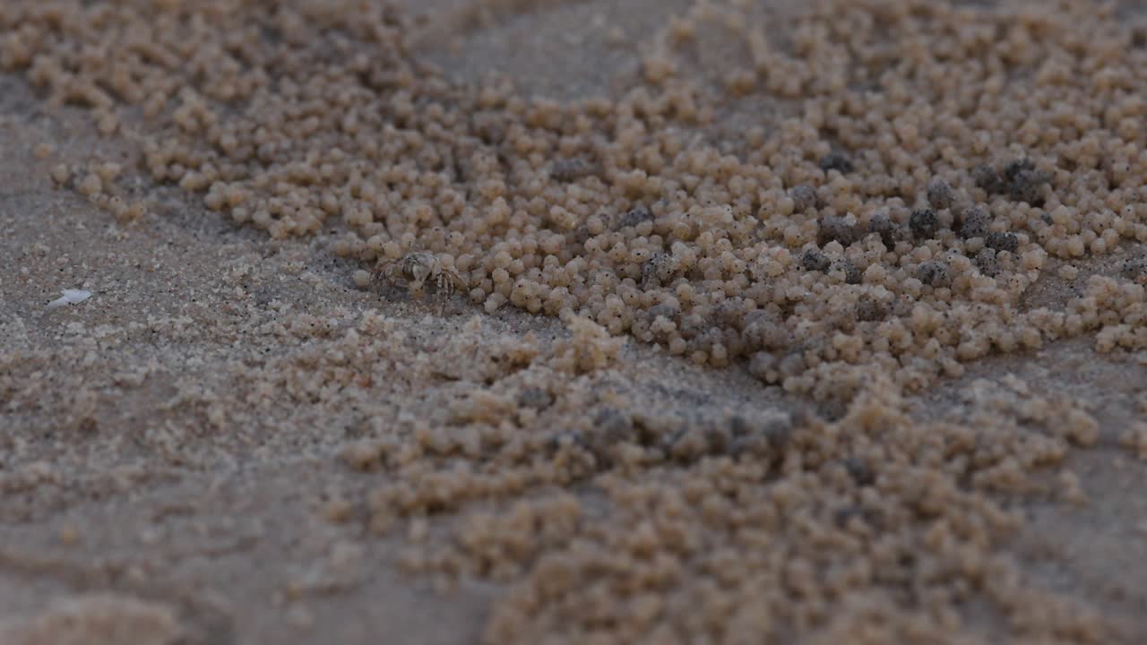 시간이 지남에 따라 포착된 개미 식민지 활동