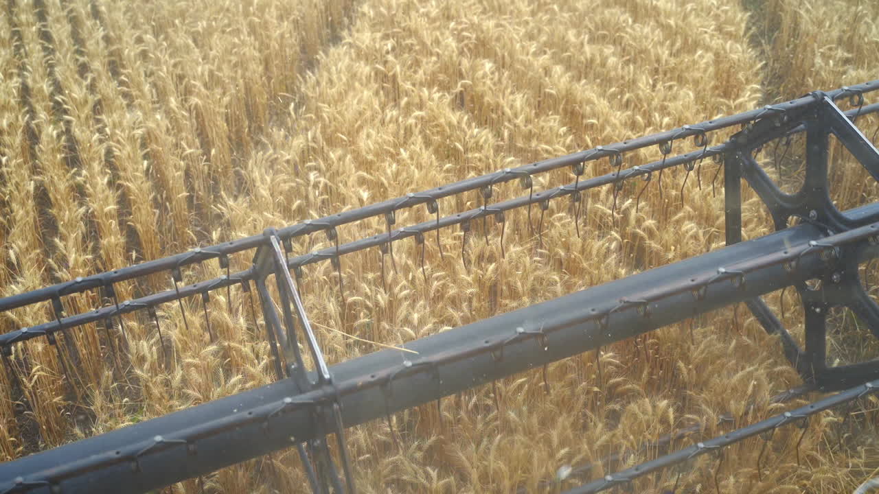 Combine collecting harvest of wheat. Harvesting process view from inside of combine