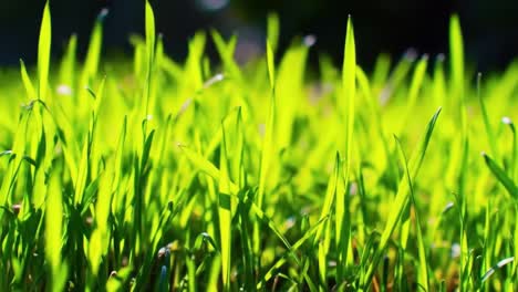 thick blades of vibrant grass dance in the wind in a sunlit meadow, creating a serene and peaceful atmosphere. the scene captures the beauty of nature's greenery on a warm day.