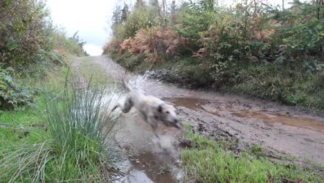 cámara lenta de un perro corriendo a través de un charco en otoño - 4k
