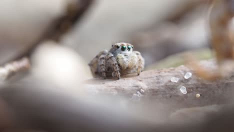 Peacock-spider,-Female-Maratus-speculifer