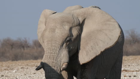 Vorderporträt-Eines-Afrikanischen-Savannenelefanten-Mit-Riesigen-Ohren