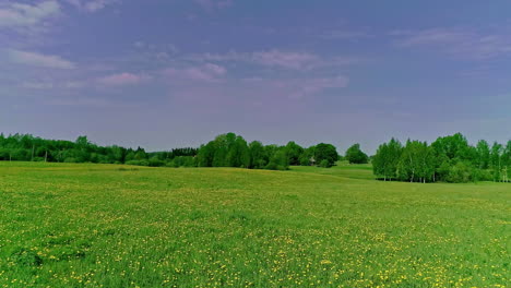 Low-angle-shot-of-yellow-wild-flowers-in-full-bloom-along-green-grasslands-with-deep-blue-sky-on-a-bright-sunny-day