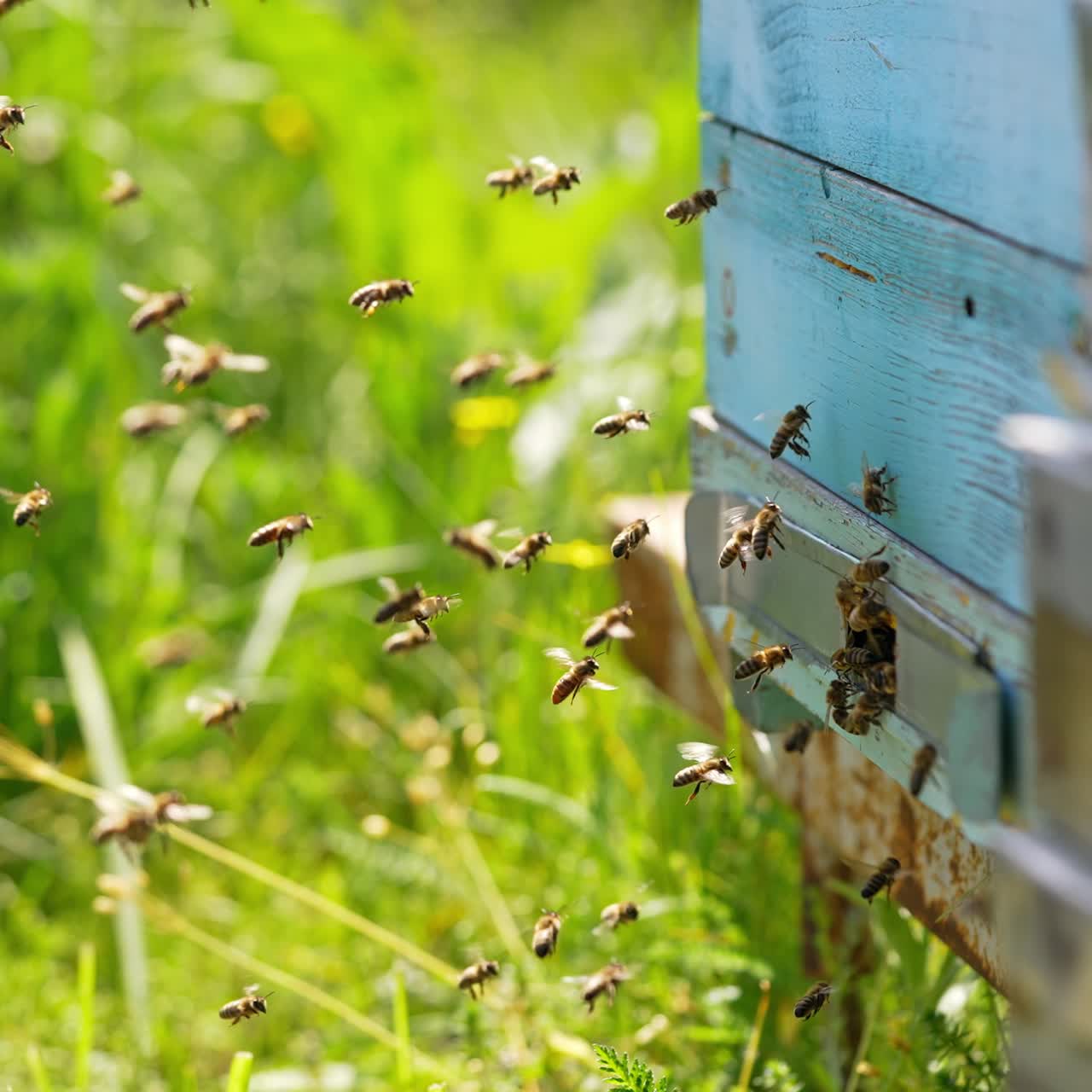 Industrious bees coming back to their wooden hives. Honey insects bringing nectar to the cells. Green grass backdrop in blur
