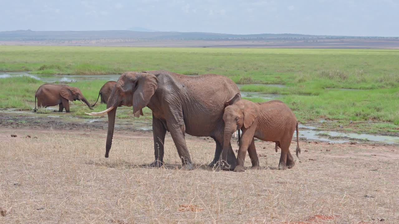 Voi mẹ và voi con đang tuổi lớn ở đầm lầy Công viên Quốc gia Tarangire, Tanzania