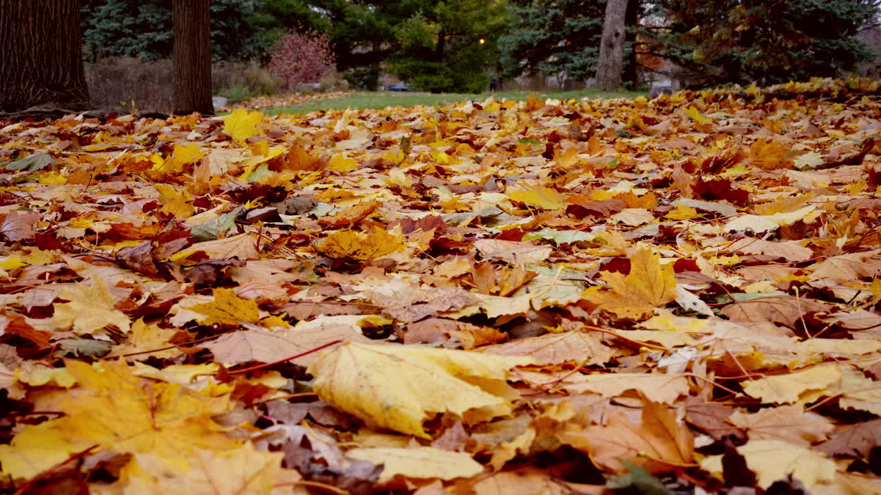 A smooth sideways shot of colorful late autumn leaves in a park, ideal for illustrating the seasonal transition from fall to early winter and natural backgrounds