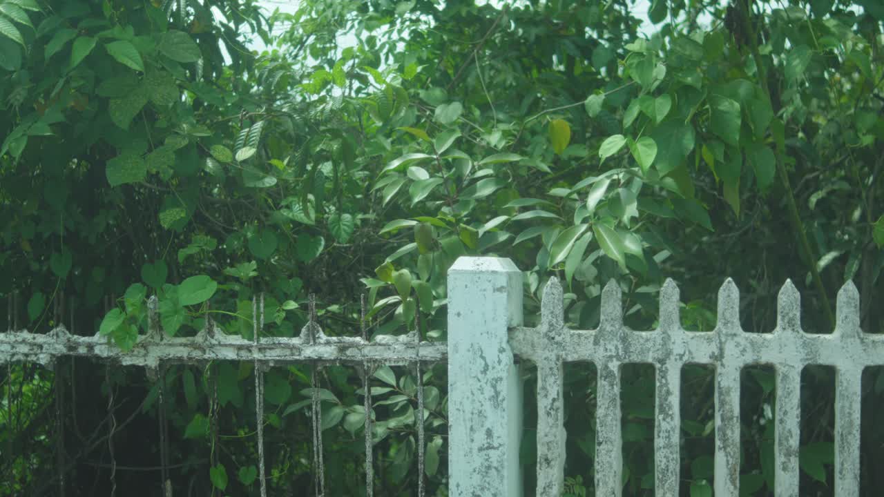A static view of an old white picket fence with chipped paint, surrounded by dense green foliage and trees, evoking a sense of time, contrast, and natural overgrowth in a warm rural atmosphere