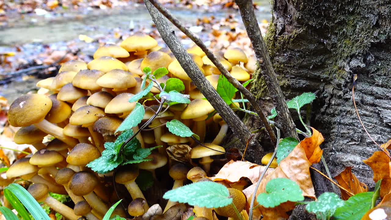 Funghi chiodini nel bosco autunnale.