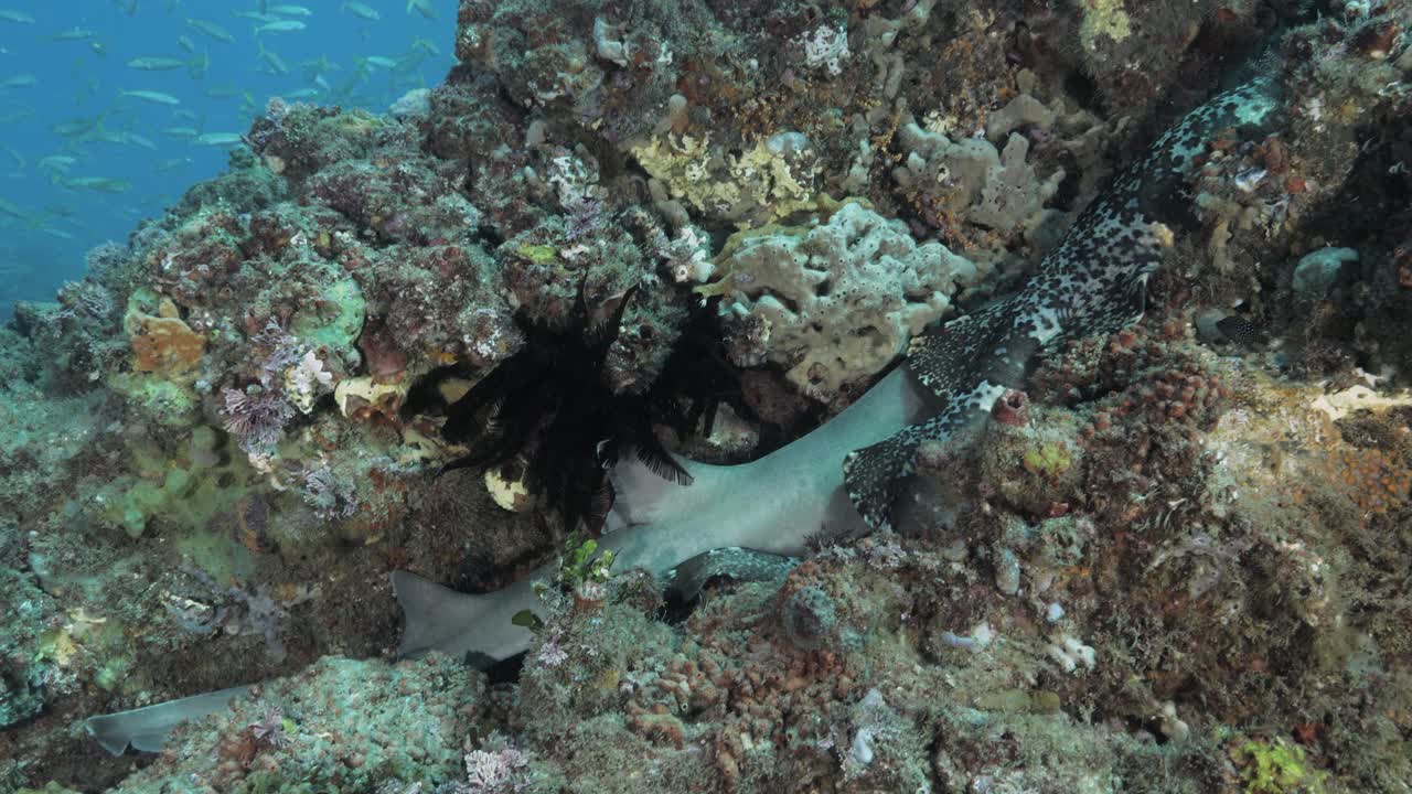 buzos de buceo observación de dos especies de tiburones durmiendo en una grieta de arrecife profundamente debajo del océano