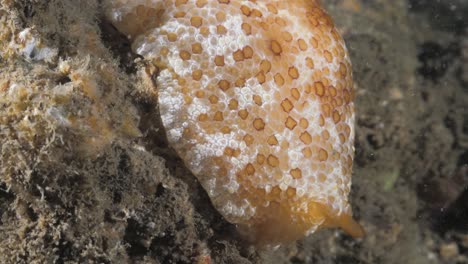 large soft body sea creature slides across a underwater reef structure lit up by a scuba divers light