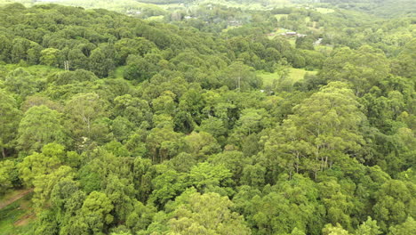 toma aérea de 4k de bonitos pájaros blancos volando sobre árboles verdes en la naturaleza de australia