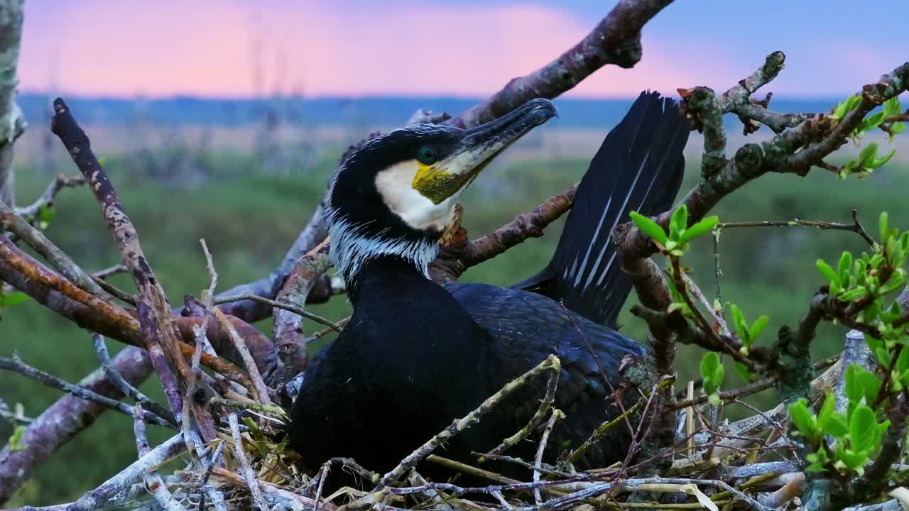 Slow motion telephoto shot of cormorant warming eggs as storm builds at sunset