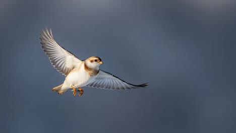 a snowy owl in captivating flight, displaying its graceful wings against a softly blurred background, showcasing nature's beauty and elegant movement