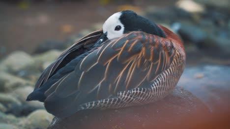 close up photo of white-faced whistling duck sleep on the rock on the river - dendrocygna viduata