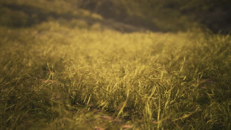 golden rocks and grass in mountains