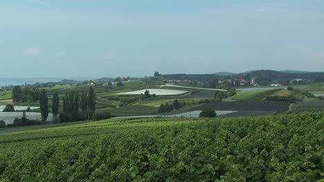 Totale-Oder-Panorama-Des-Weinbergs-Am-Bodensee,-Deutschland