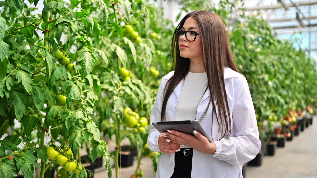 Laboratory technician in a white coat analysing tomatoes grown in a greenhouse