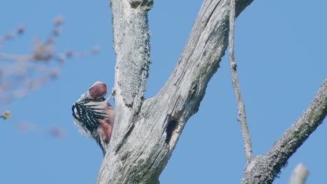 Pájaro-Carpintero-De-Lomo-Blanco-Picoteando-Un-árbol,-Haciendo-Ruido-En-La-Temporada-De-Apareamiento-De-Primavera