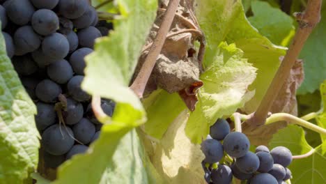 handheld truck left of a vine full of red grapes, leyda valley, chile