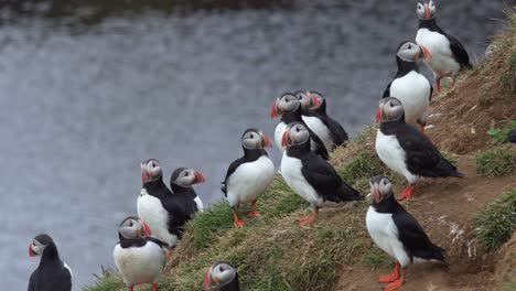 a large group of puffins on the edge of a grassy cliff in iceland