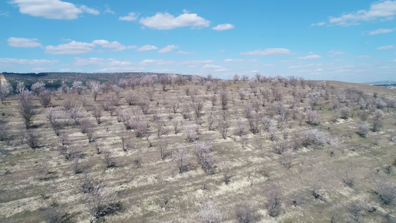 위 에서 꽃 이 피는 아몬드 과수원