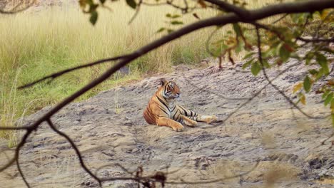 Der-Bengaltiger-Ist-Eine-Panthera-Tigris-Population,-Die-Auf-Dem-Indischen-Subkontinent-Beheimatet-Ist.-Ranthambore-Nationalpark-Sawai-Madhopur-Rajasthan-Indien.