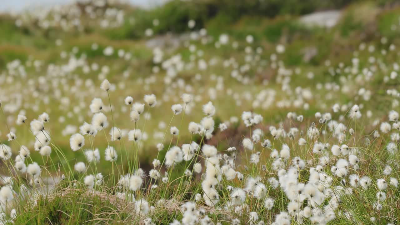 노르웨이 자연의 여름 날 동안 토끼 리 면화 풀 (eriophorum vaginatum) 의 아름다운  씨 머리.