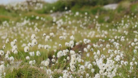 beautiful white seed heads of hare's-tail cotton grass (eriophorum vaginatum) during summery day of norwegian nature.