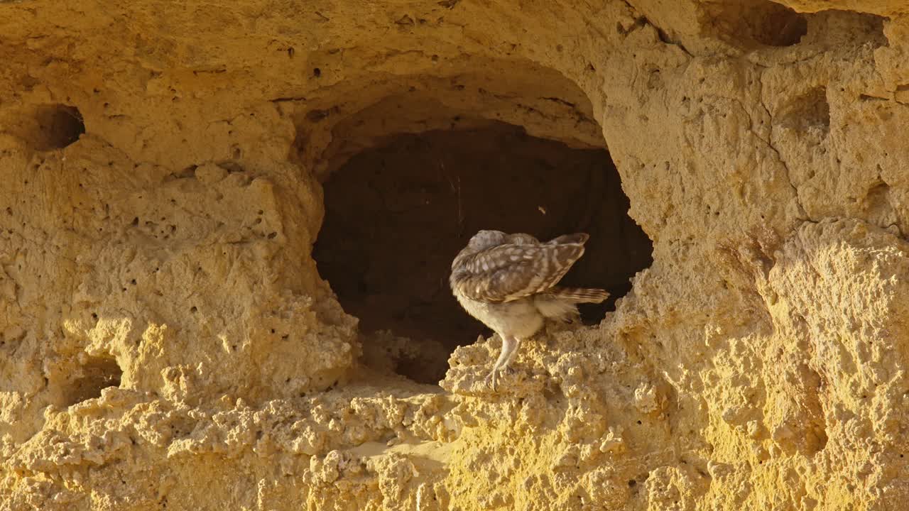 A young Little Owl (Athene noctua) sits at the entrance of its nesting hole in a clay cliff and preens its feathers