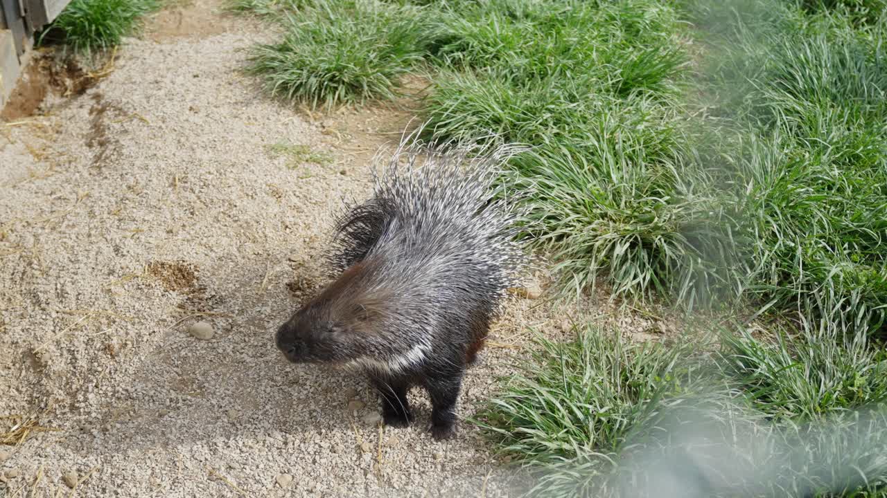Indian crested porcupine (Hystrix indica) remains motionless on a gravel path, surrounded by green tufts of grass, as seen from a slightly elevated and static camera angle