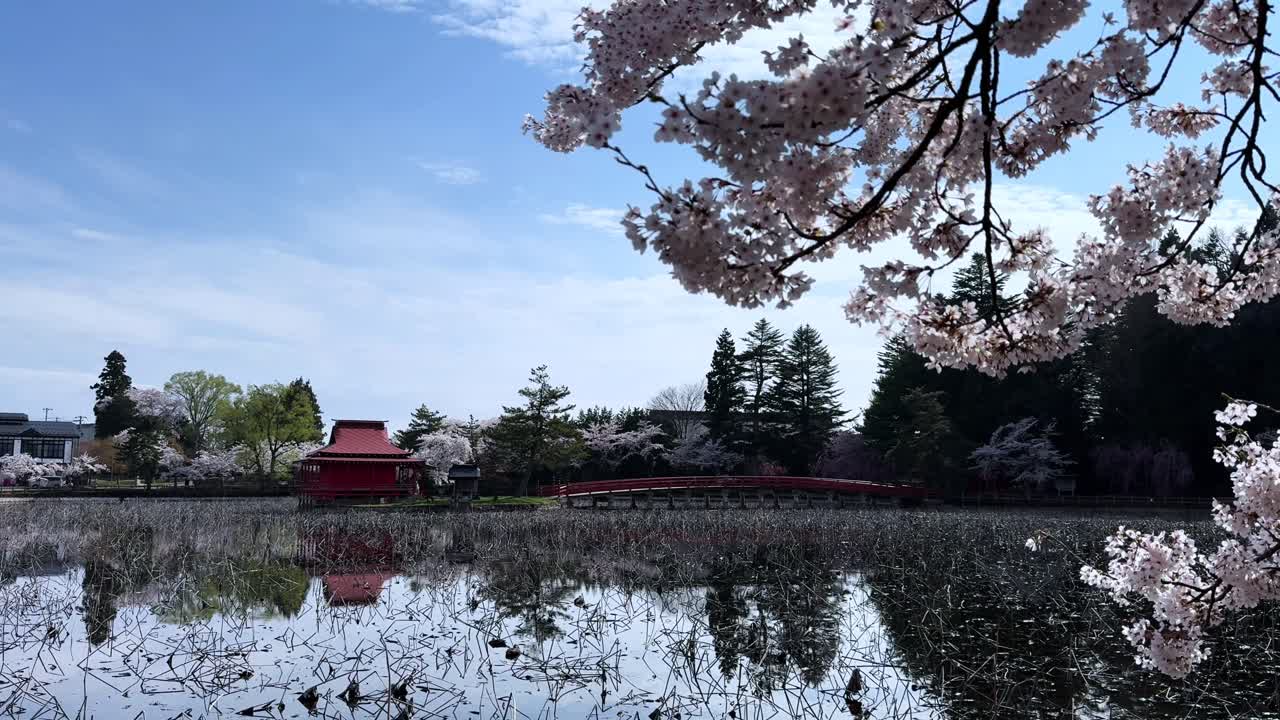 Cherry blossoms over lake, red bridge and shrine in Sakura Park Aomori, spring mood