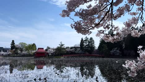cherry blossoms over lake, red bridge and shrine in sakura park aomori, spring mood