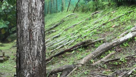 tree roots on a hillside in a tropical forest