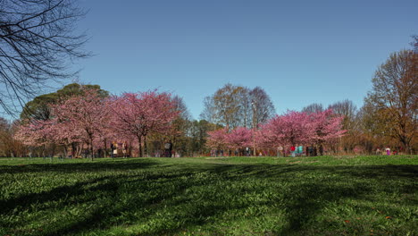 people in the park in riga in latvia look at the blooming japanese cherry trees