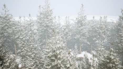 bosque de invierno nevado en las montañas
