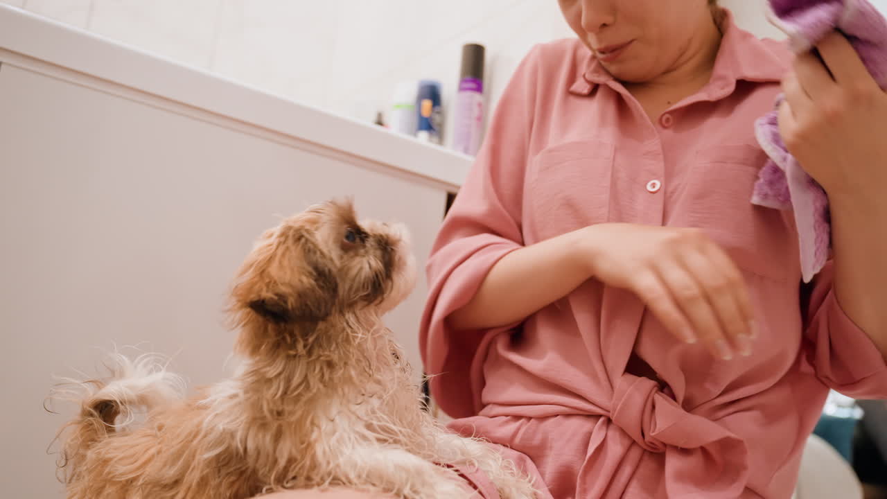 Woman Gently Dries Pet, Woman Dries Small Dog With Towel, Gentle Woman Dries Tiny Dog On Her Lap With Towel, Woman Carefully Comforts And Dries Her Small Pet After Bathing In Bathroom