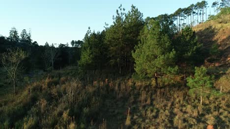 Hermosos-Pinos-Y-árboles-Filmados-Con-Drones,-Enfoque-De-Baja-Altitud,-En-4k